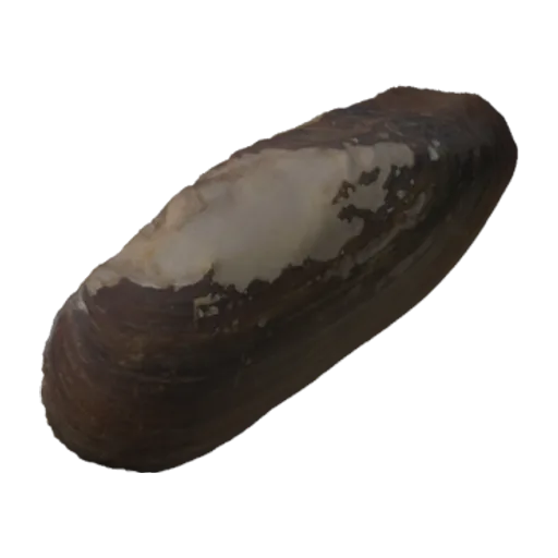 Elliptio folliculata, a 3D model you can turn