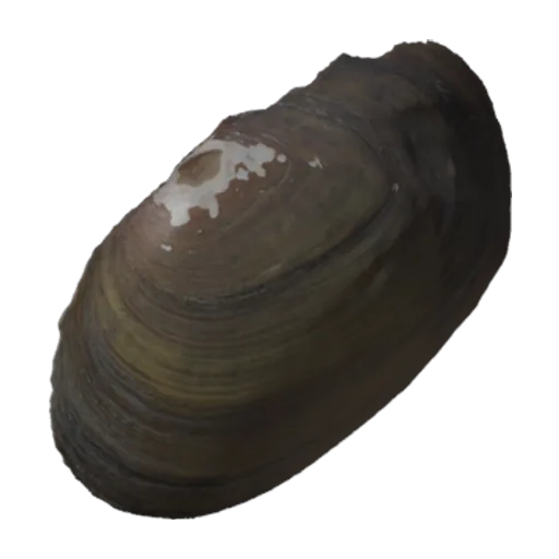 Elliptio complanata, a 3D model you can turn