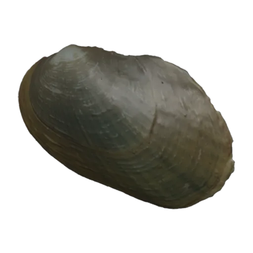 Nephronaias scamnatus, a 3D model you can turn