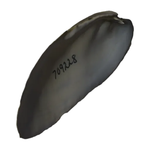 Popenaias popeii, a 3D model you can turn