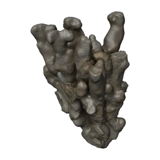 Porites compressa angustisepta, a 3D model you can turn