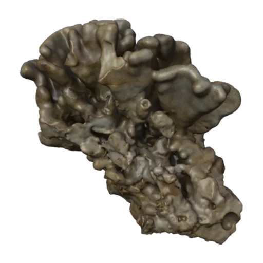 Porites compressa abacus, a 3D model you can turn