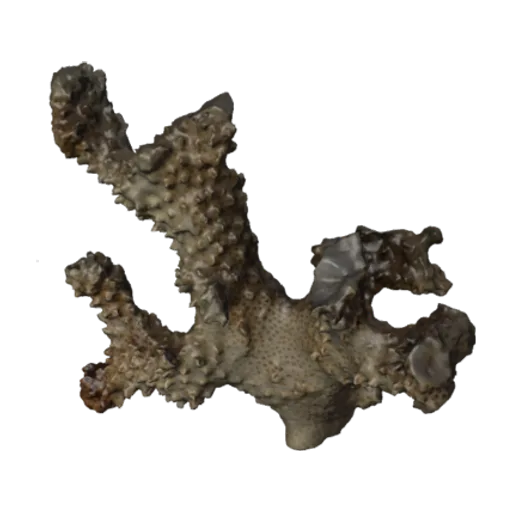 Pocillopora molokensis, a 3D model you can turn
