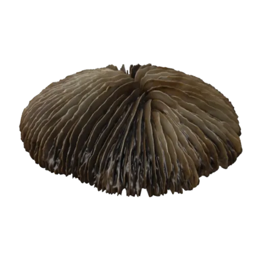 Fungia samboangensis, a 3D model you can turn