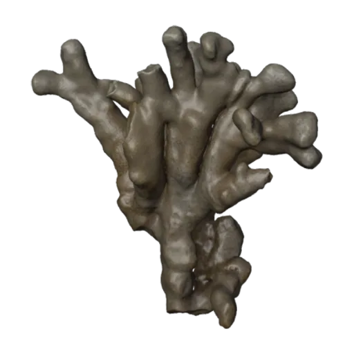 Porites compressa compacta, a 3D model you can turn