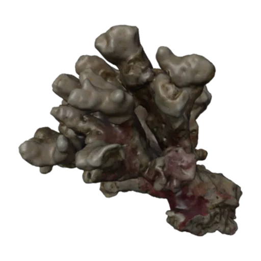 Stephanaria brighami, a 3D model you can turn