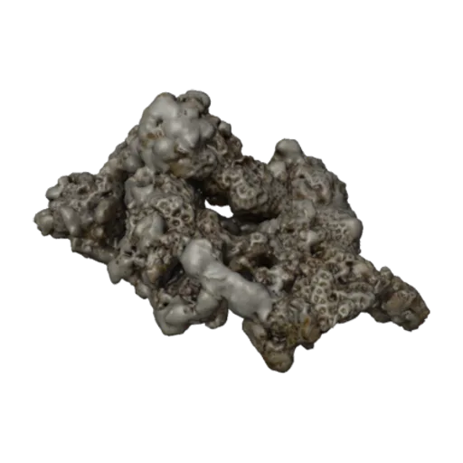 Favia hawaiiensis, a 3D model you can turn