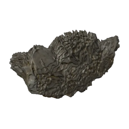 Physogyra gravieri, a 3D model you can turn