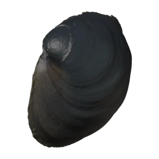 Fusconaia ebena, a 3D model you can turn