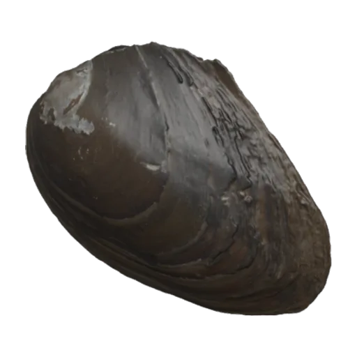Pseudodon (Monodontina) cambodjensis, a 3D model you can turn
