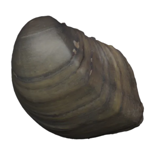 Fusconaia flava, a 3D model you can turn