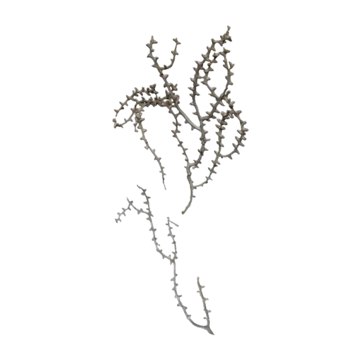 Paramuricea biscaya, a 3D model you can turn