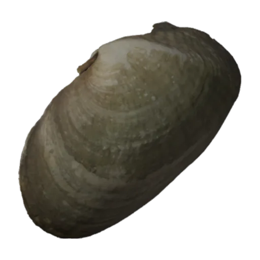 Truncilla macrodon, a 3D model you can turn
