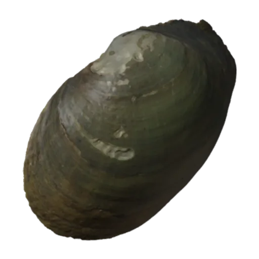 Villosa constricta, a 3D model you can turn