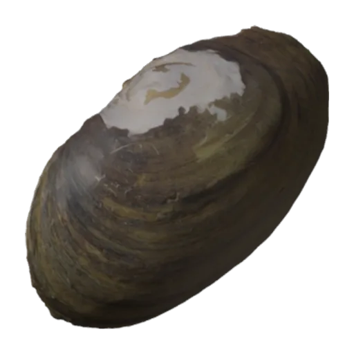 Villosa ortmanni, a 3D model you can turn