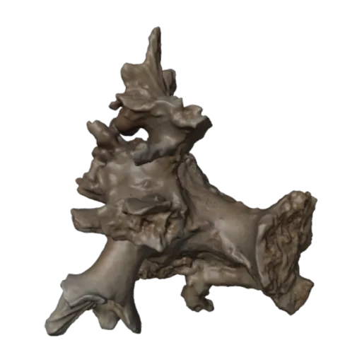 Dactylotrochus cervicornis, a 3D model you can turn