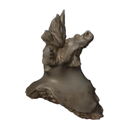 Dactylotrochus cervicornis, a 3D model you can turn