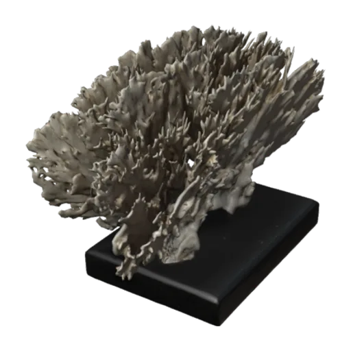 Millepora alcicornis, a 3D model you can turn