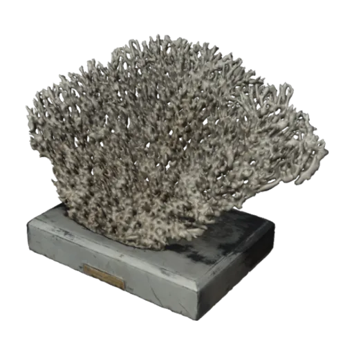 Madrepora spicifera, a 3D model you can turn