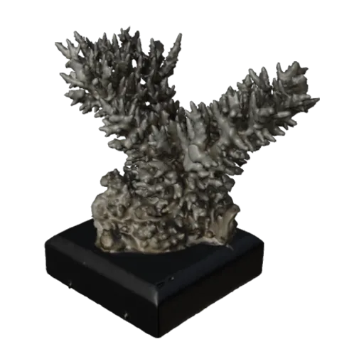 Madrepora hyacinthus, a 3D model you can turn