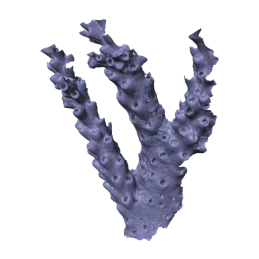Madrepora tenuis, a 3D model you can turn