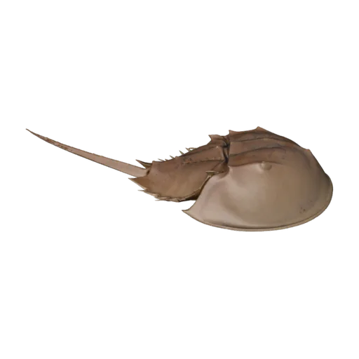 Limulus polyphemus, a 3D model you can turn