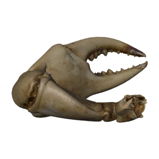 Potamon (Acanthothelphusa) niloticum, a 3D model you can turn