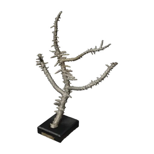 Madrepora horrida, a 3D model you can turn