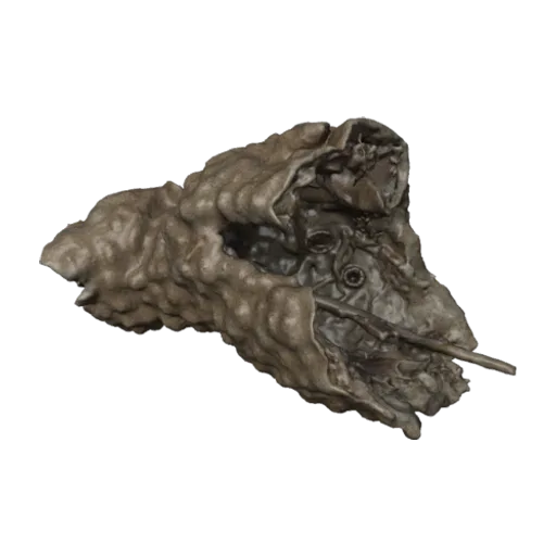 Celleporaria magnifica, a 3D model you can turn