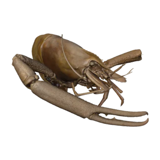 Macrobrachium sp., a 3D model you can turn
