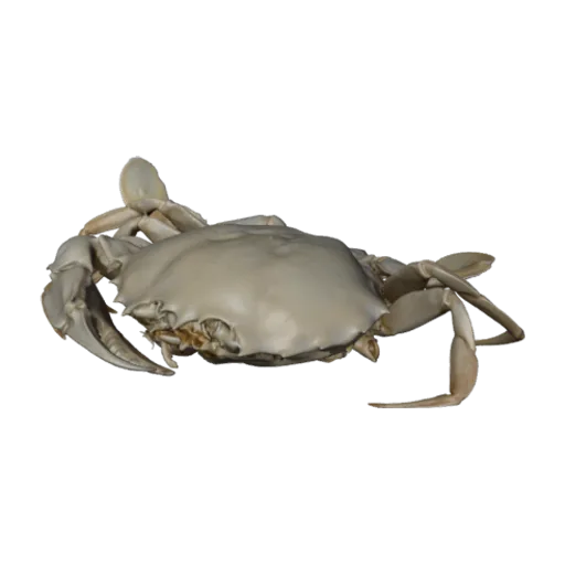 Ovalipes ocellatus, a 3D model you can turn