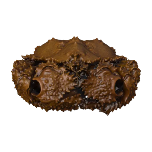 Echidnocerus foraminatus, a 3D model you can turn