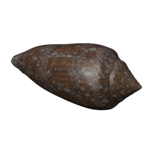 Conus textile, a 3D model you can turn