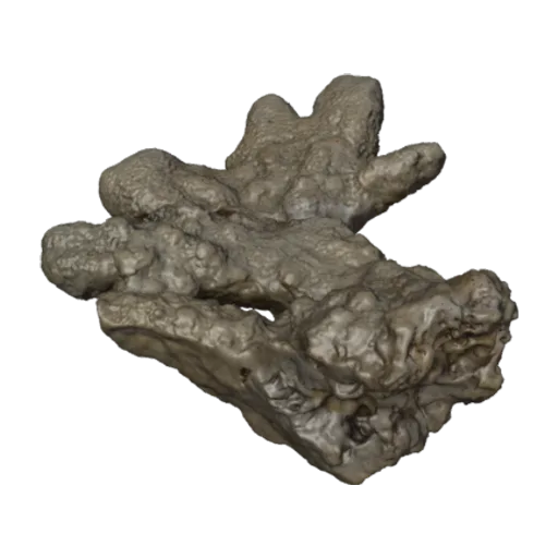 Madrepora labrosa, a 3D model you can turn