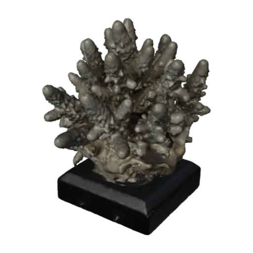 Madrepora humilis, a 3D model you can turn