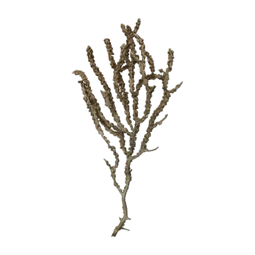 Primnoa resedaeformis, a 3D model you can turn