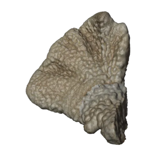 Pocillopora woodjonesi, a 3D model you can turn