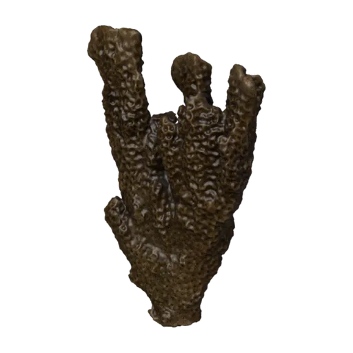 Montipora rigida, a 3D model you can turn