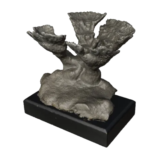 Acropora palmata, a 3D model you can turn