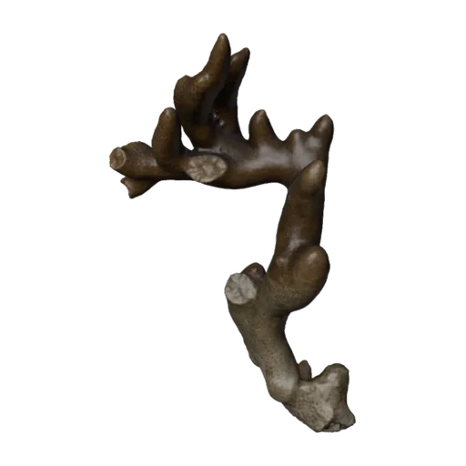 Montipora poritiformis, a 3D model you can turn
