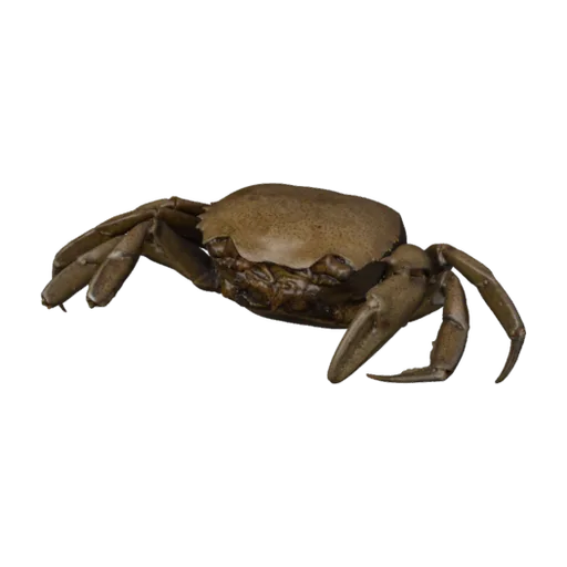 Trichodactylus (Dilocarcinus) pictus, a 3D model you can turn