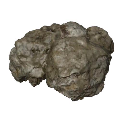 Pavona minuta, a 3D model you can turn