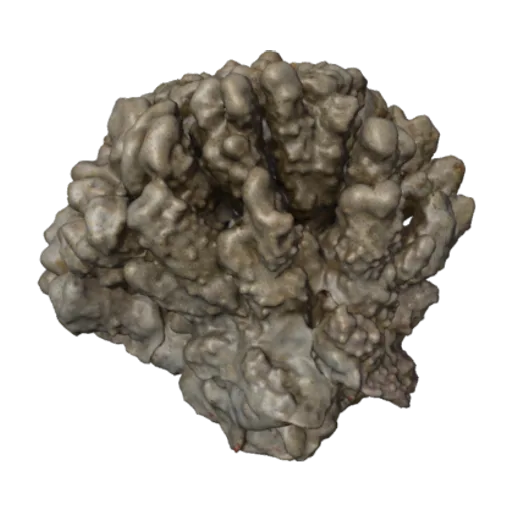 Pavona maldivensis, a 3D model you can turn