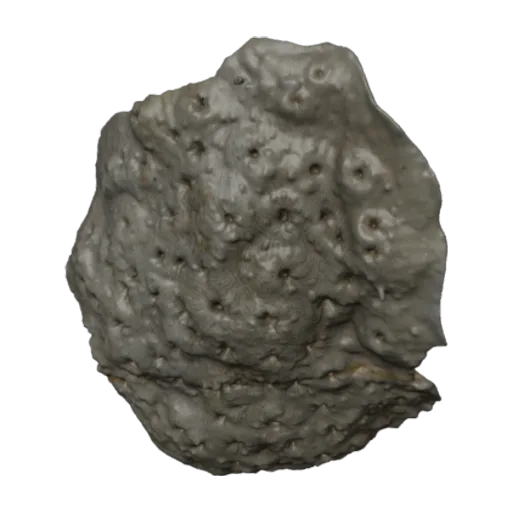 Coscinaraea wellsi, a 3D model you can turn
