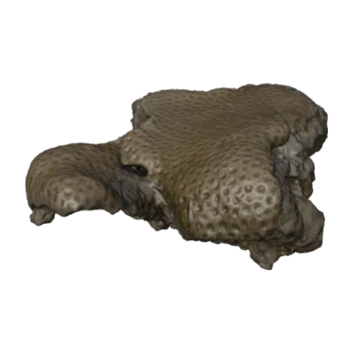Goniopora muscosa, a 3D model you can turn