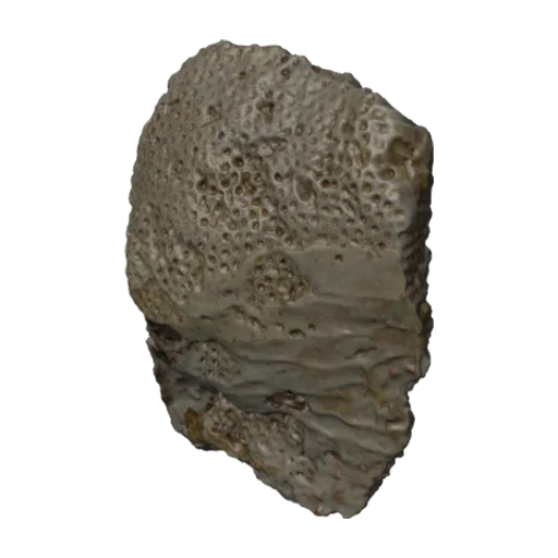 Alveopora ocellata, a 3D model you can turn