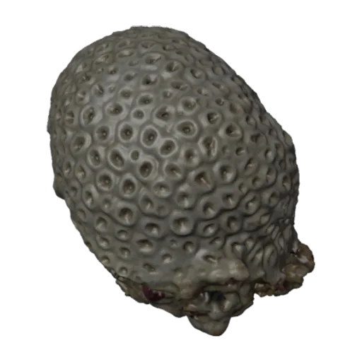 Favia helianthoides, a 3D model you can turn