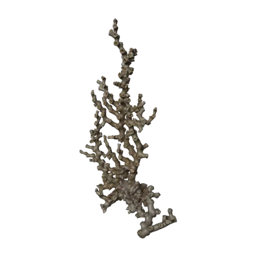 Sclerhelia alcocki, a 3D model you can turn