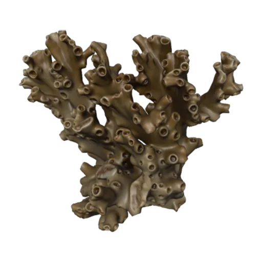 Turbinaria heronensis, a 3D model you can turn