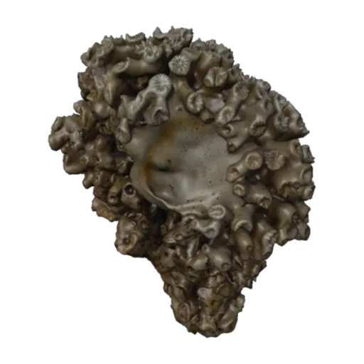 Bantamia merleti, a 3D model you can turn